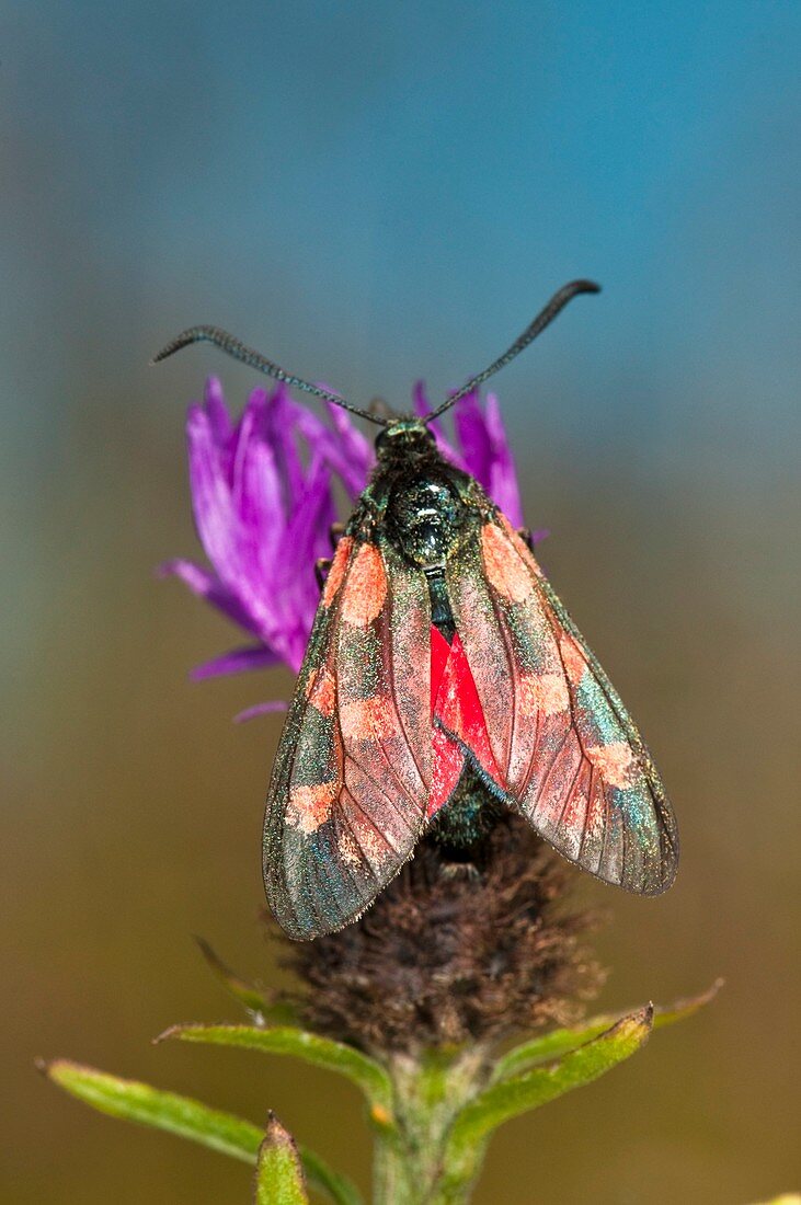 Six-spot burnet moth on common knapweed
