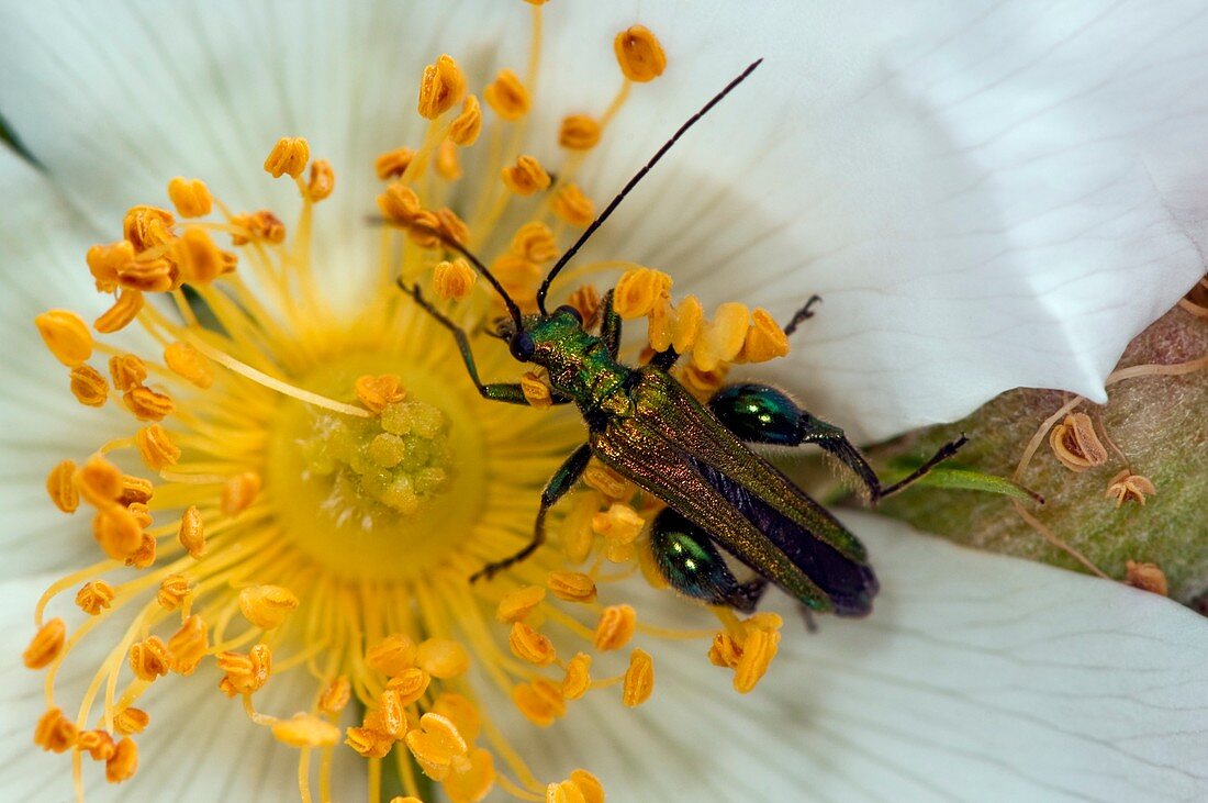 Green beetle on a rose