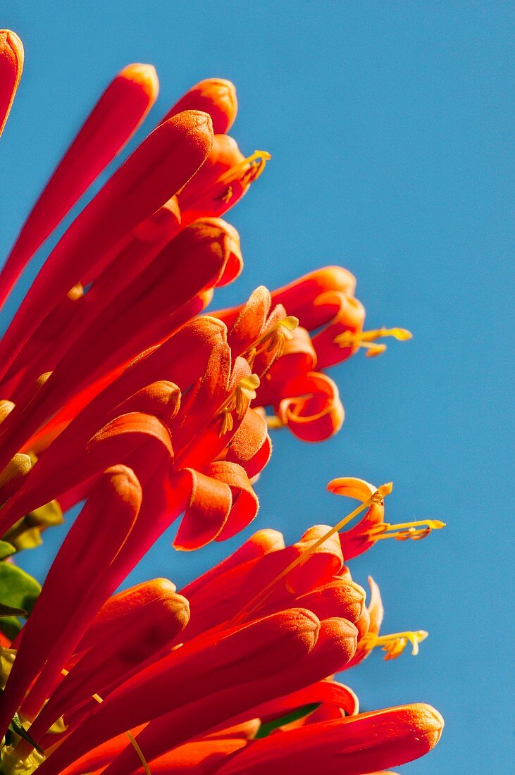 Flame vine (Pyrostegia venusta) in flower