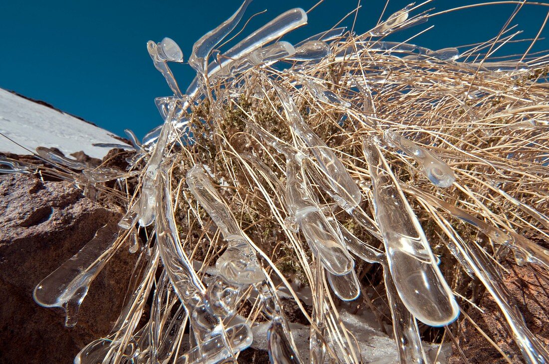 Frozen grasses,Canary Islands
