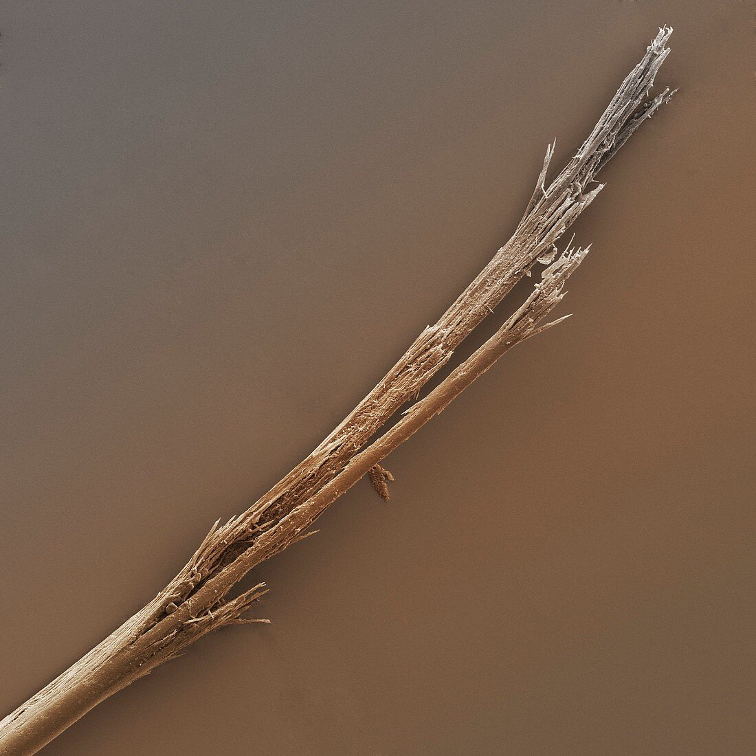 Human hair shaft with split ends SEM