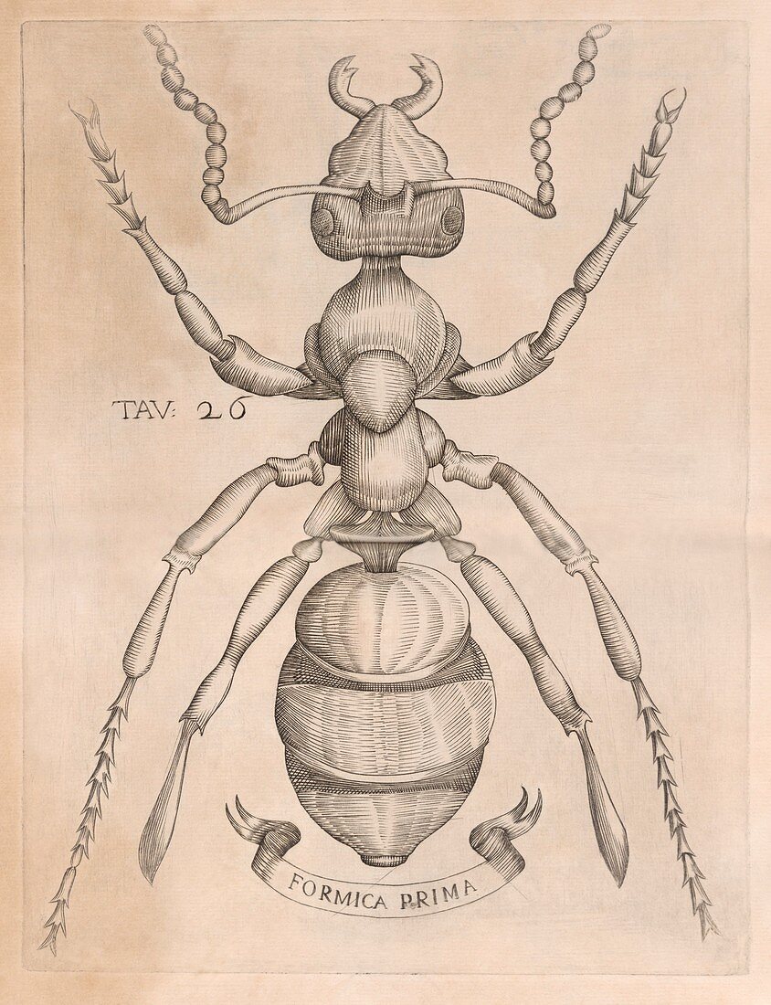 Ant,17th century