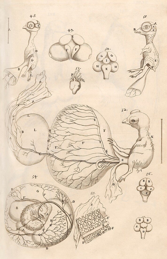 Chicken embryo,17th-century microsopy