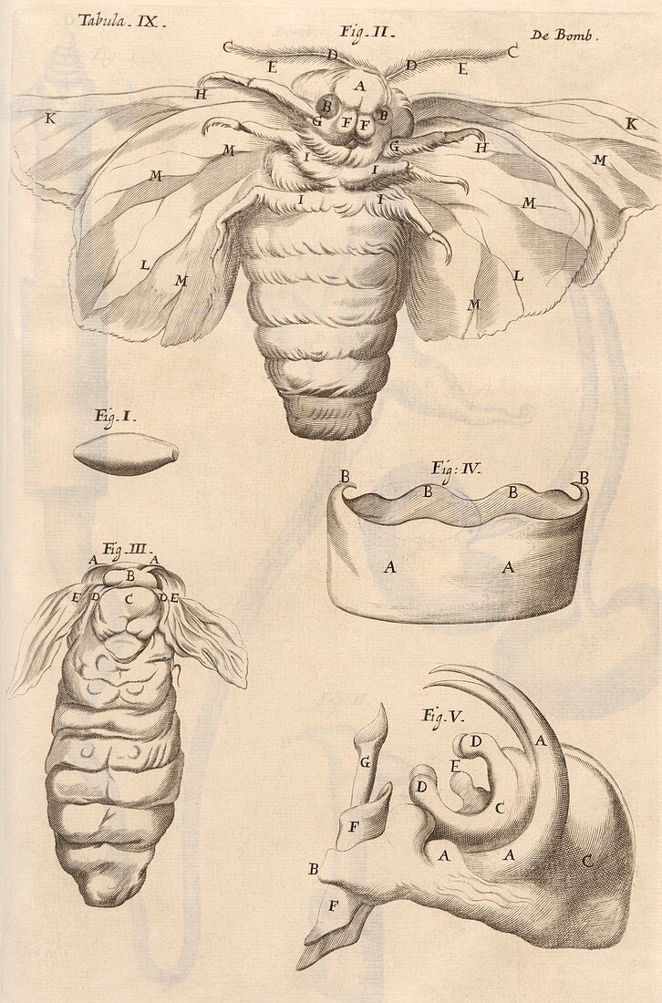 Insect anatomy,17th-century microsopy