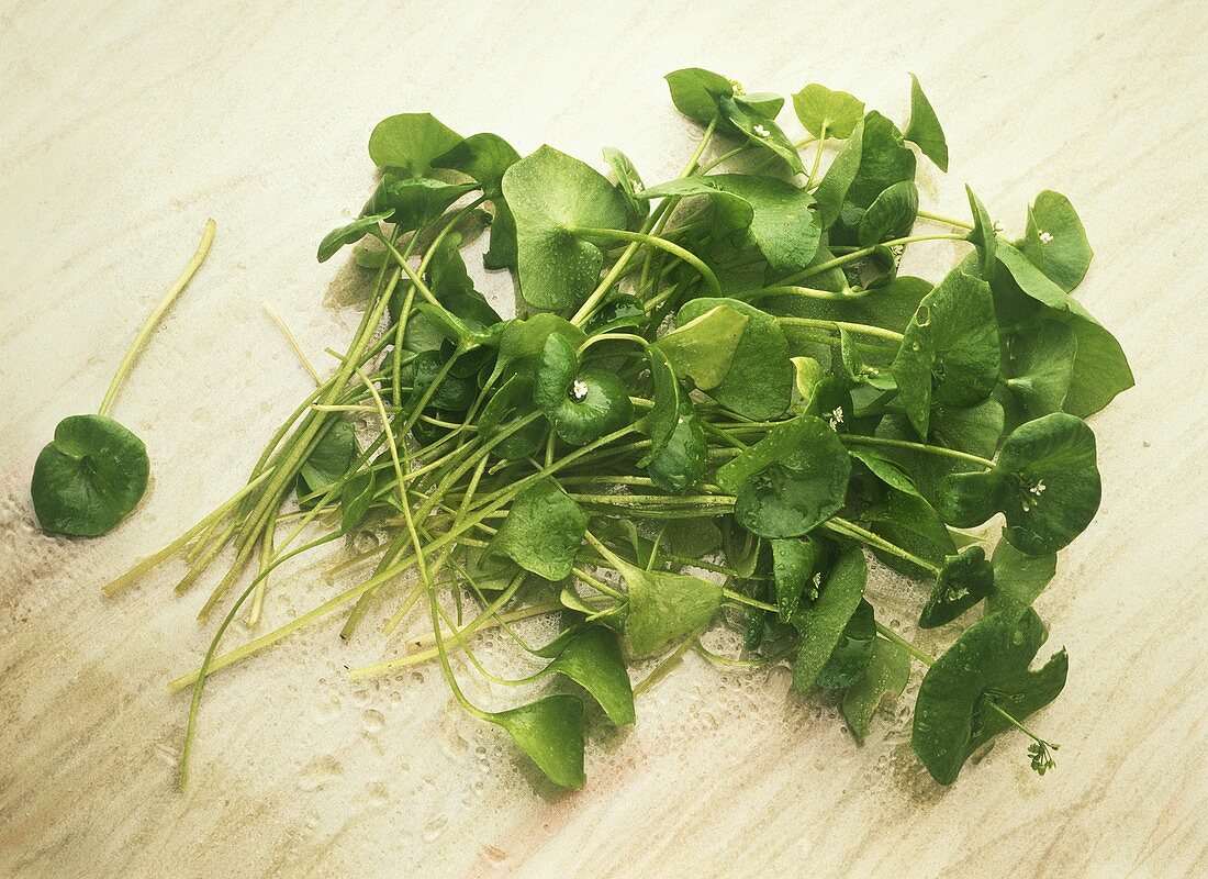 Fresh Purslane with Blossoms