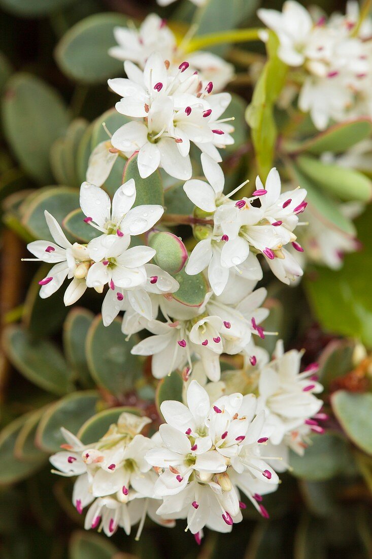 Hebe pinguifolia 'Pagei'