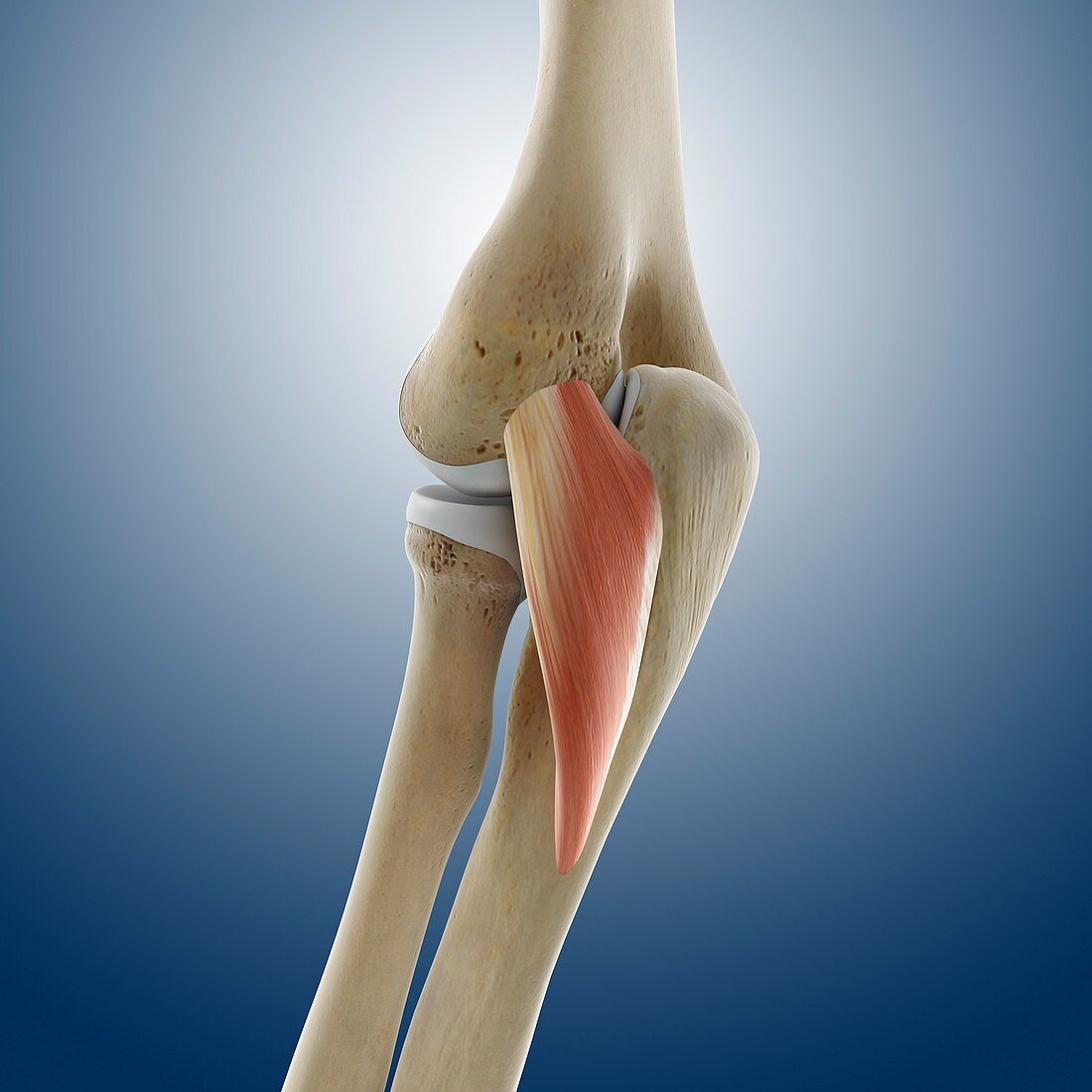 Elbow muscle,artwork