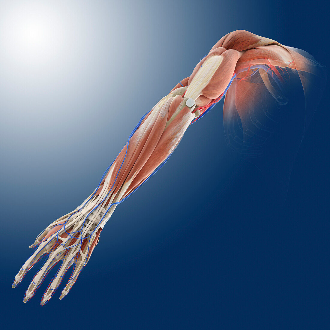 Posterior arm muscles,artwork