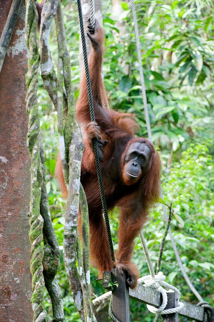 Orangutan,young male