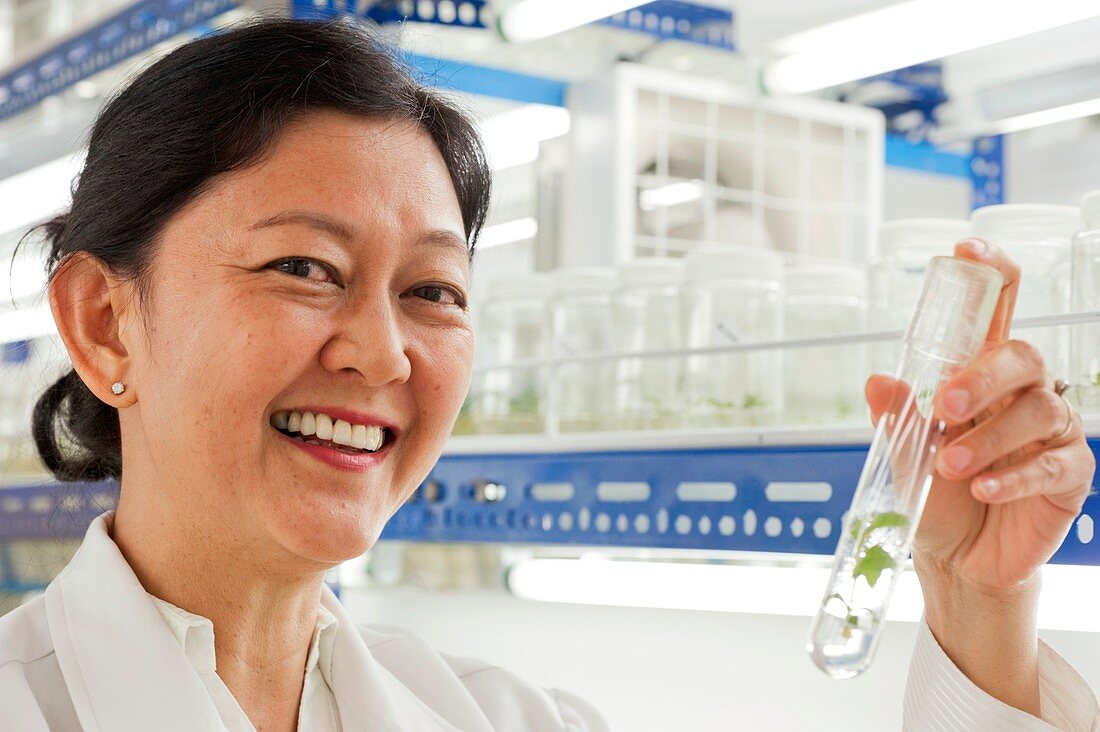 Dr Doreen Goh,teak cloning researcher