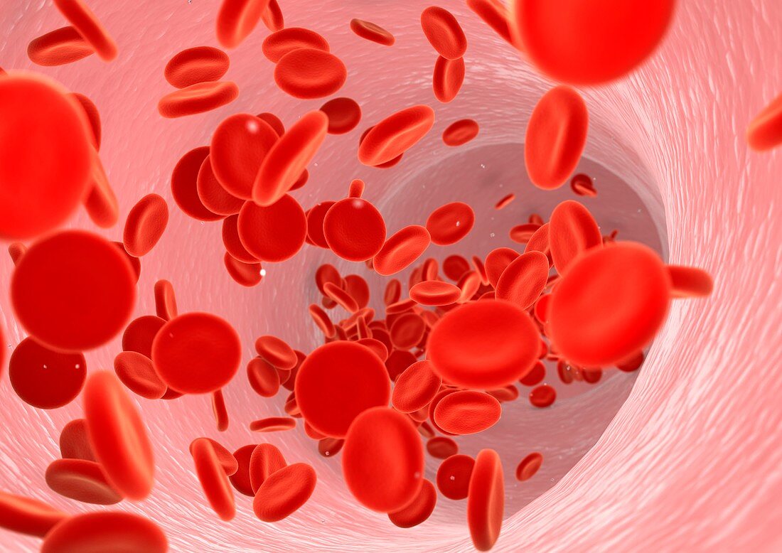 Red blood cells,artwork