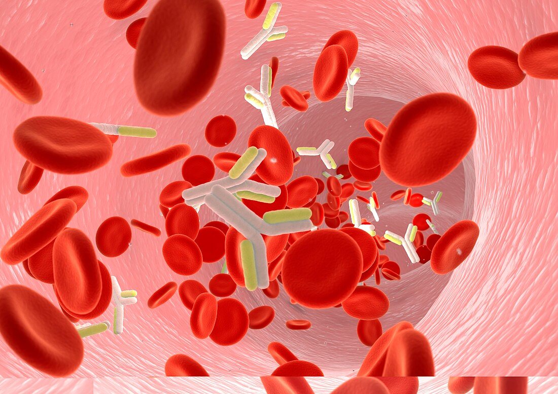 Red blood cells and antibodies,artwork