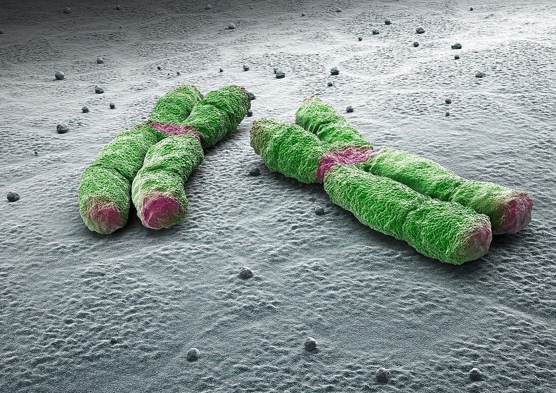 Chromosomes,artwork