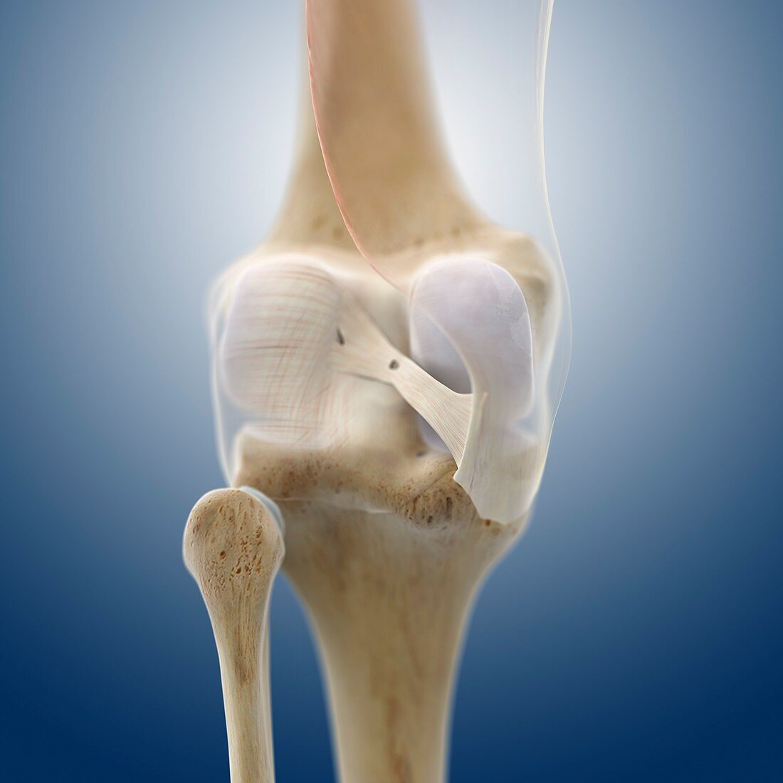 Knee ligaments,artwork