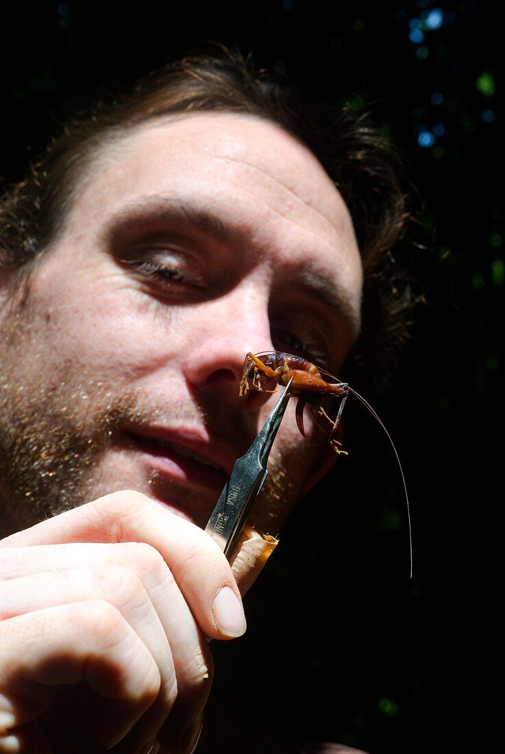 Researcher with cricket,Borneo