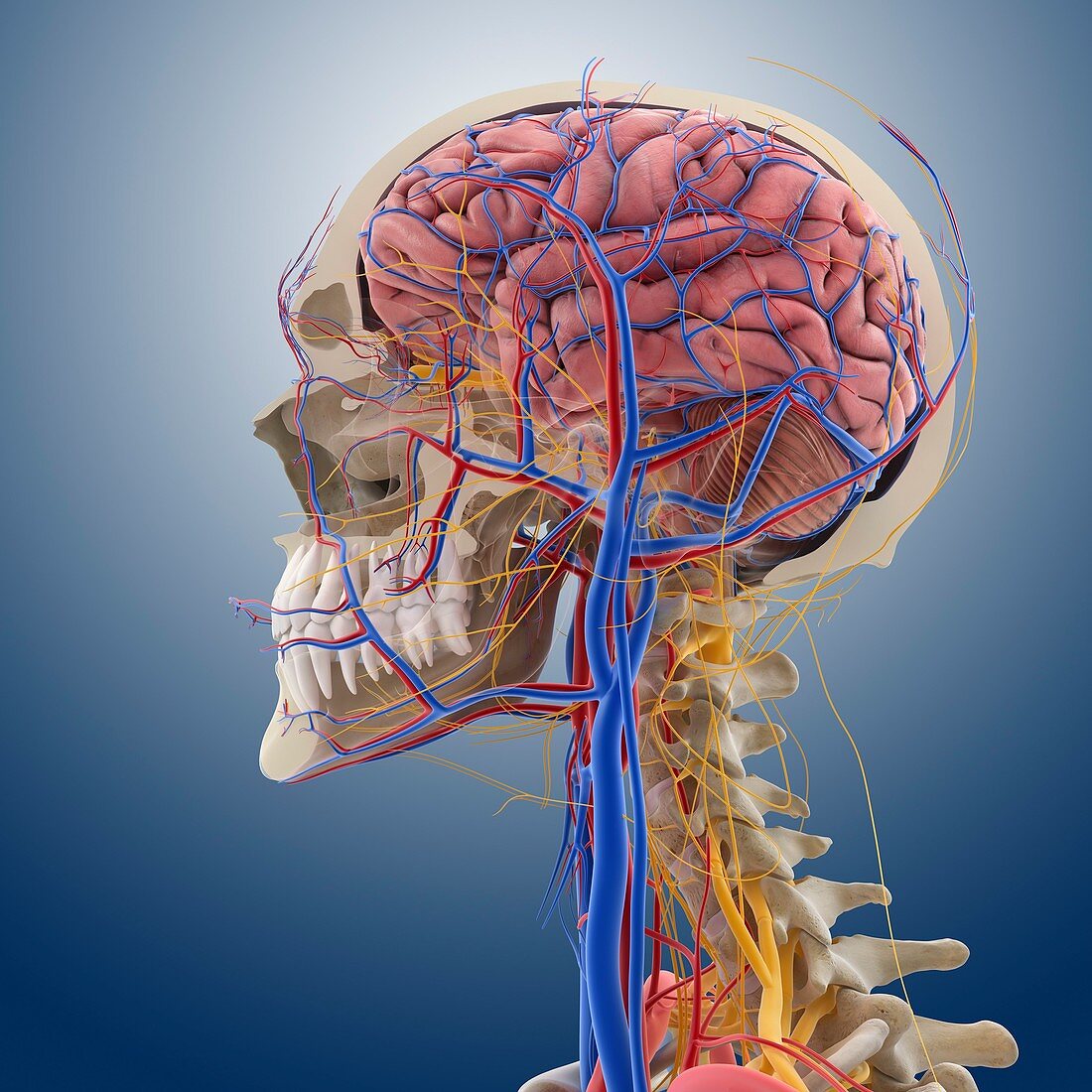 Head and neck anatomy,artwork