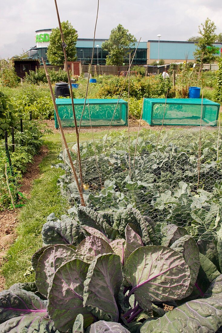 Cabbages,allotment cultivation