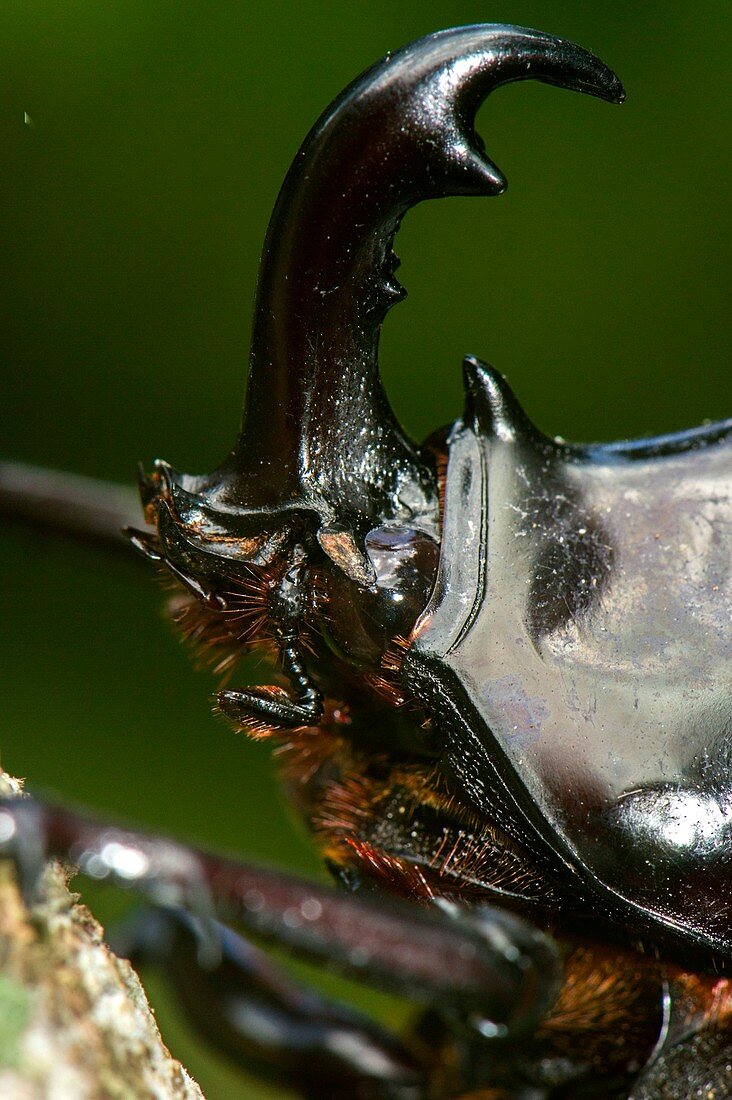 Rhinoceros beetle,close up