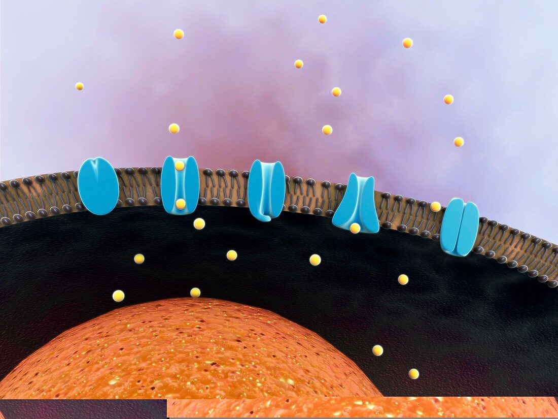 Cell membrane,artwork