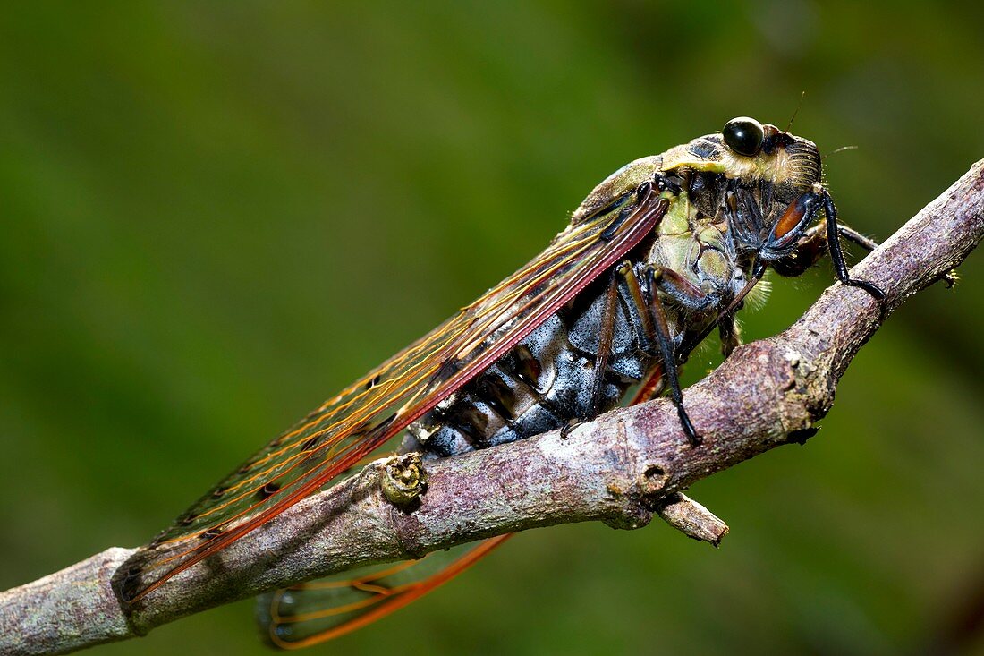 Cicada,Borneo