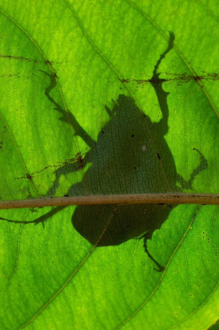 Scarab beetle silhouette