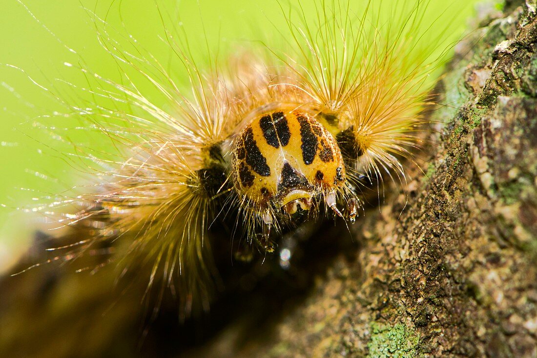 Moth caterpillar,Borneo