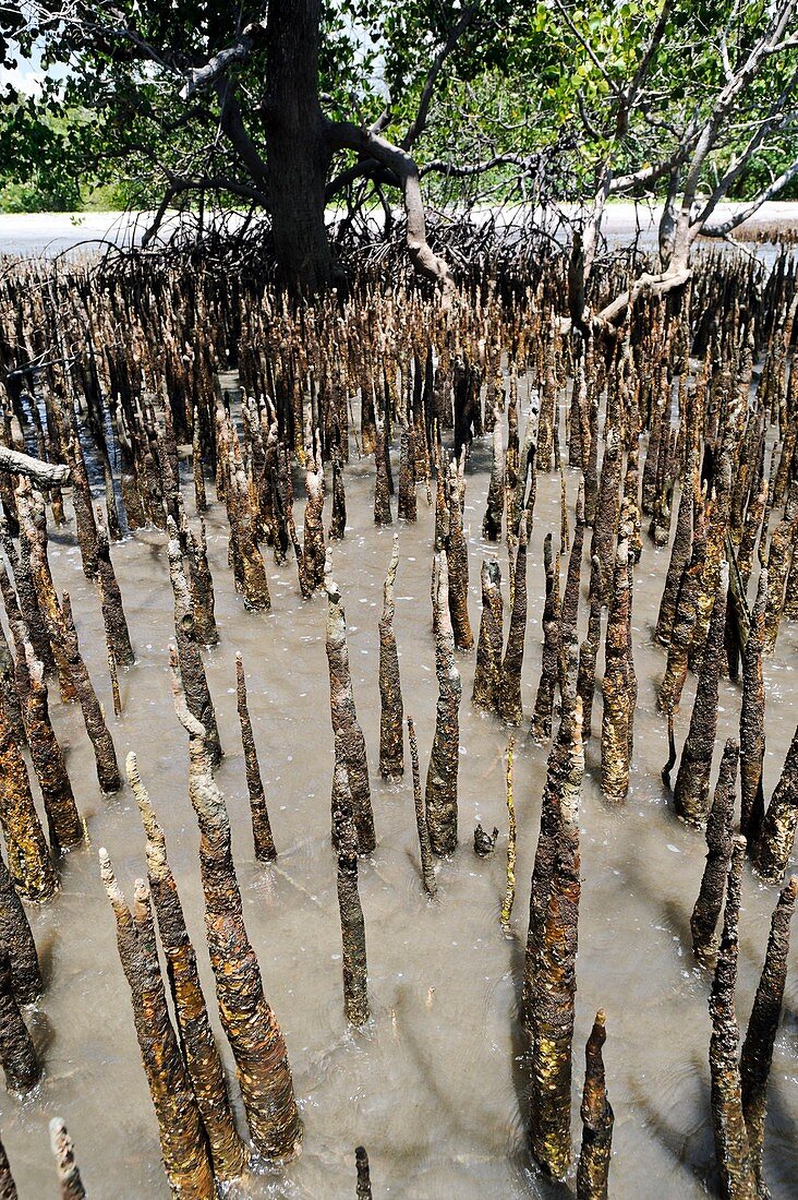 Mangroves,Indonesia