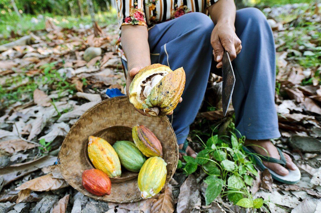 Cocoa plantation,Indonesia