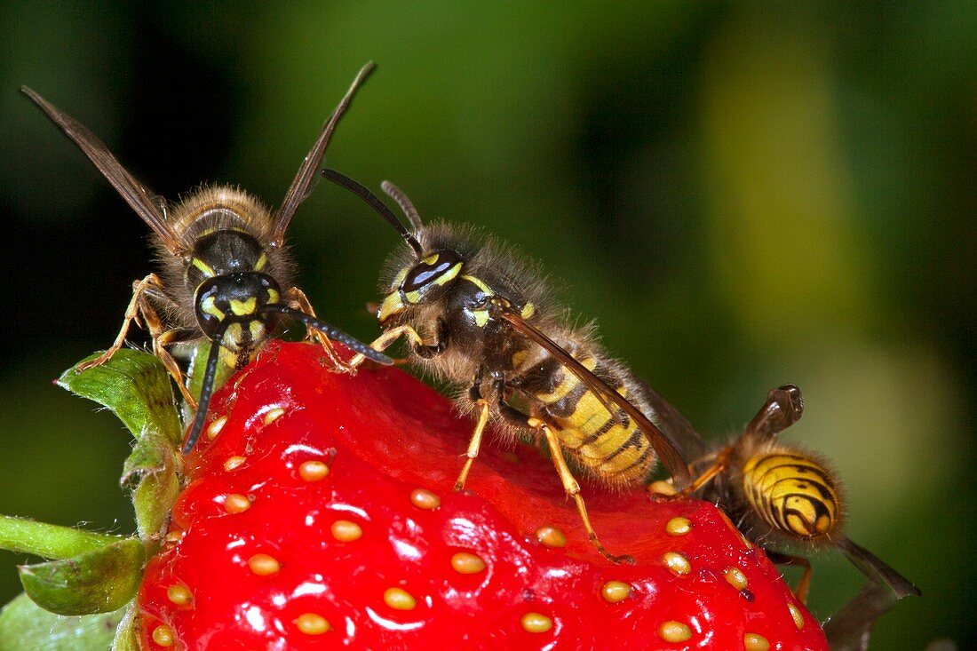 Wasps feeding on a strawberry
