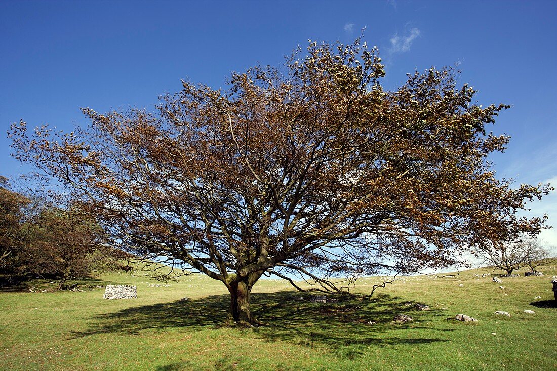European beech tree
