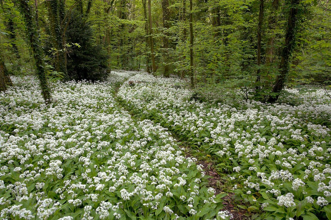 Wild garlic flowers in woodland