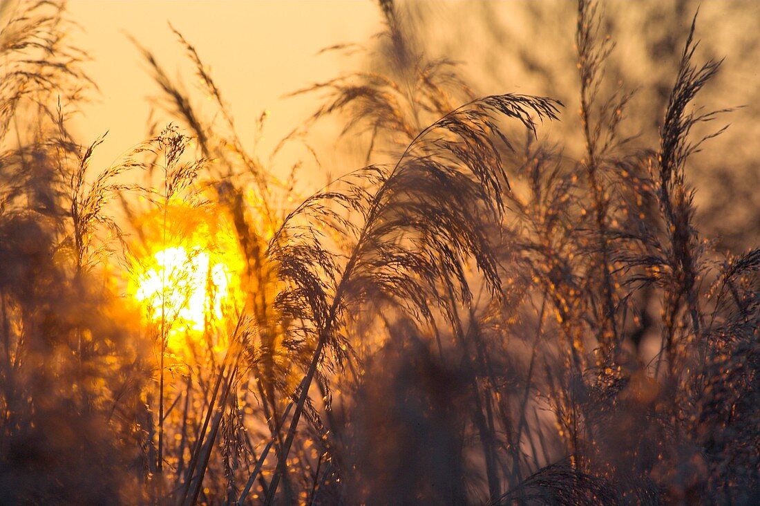 Reeds at dawn