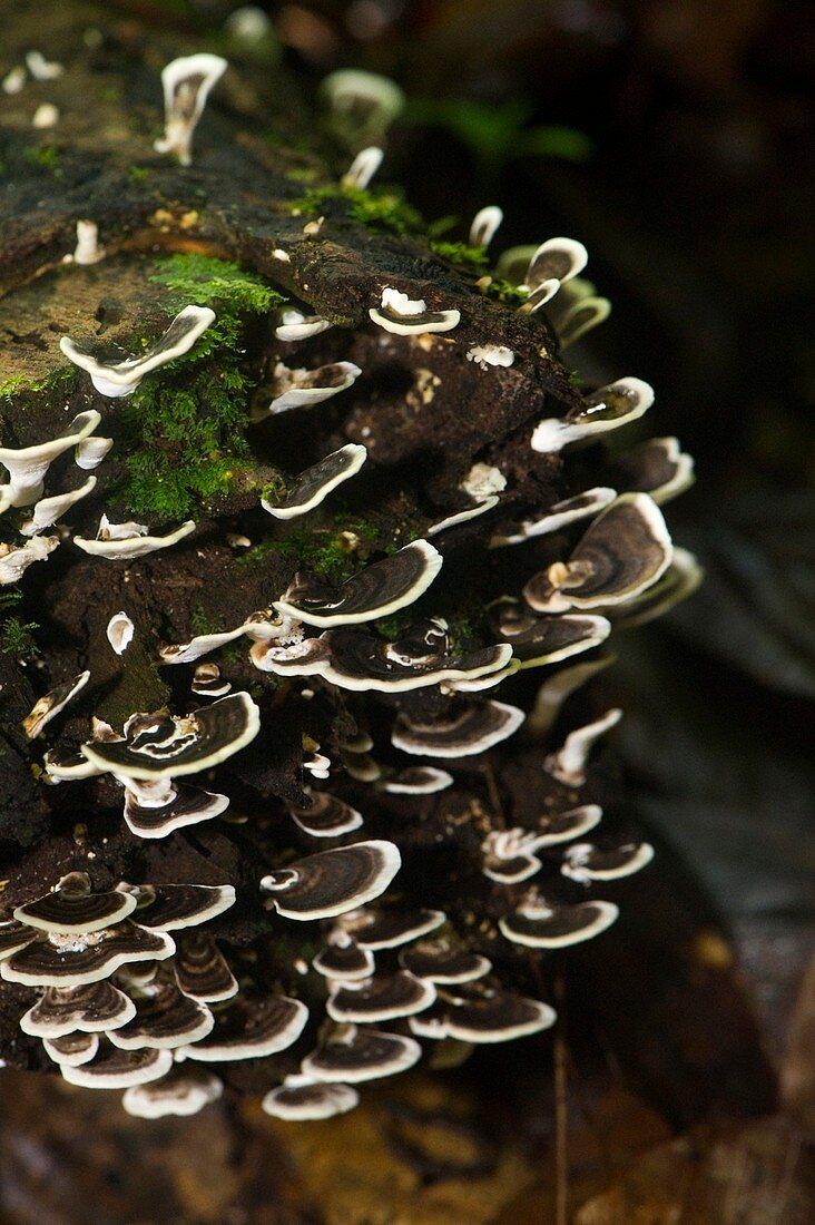 Bracket fungus,Borneo