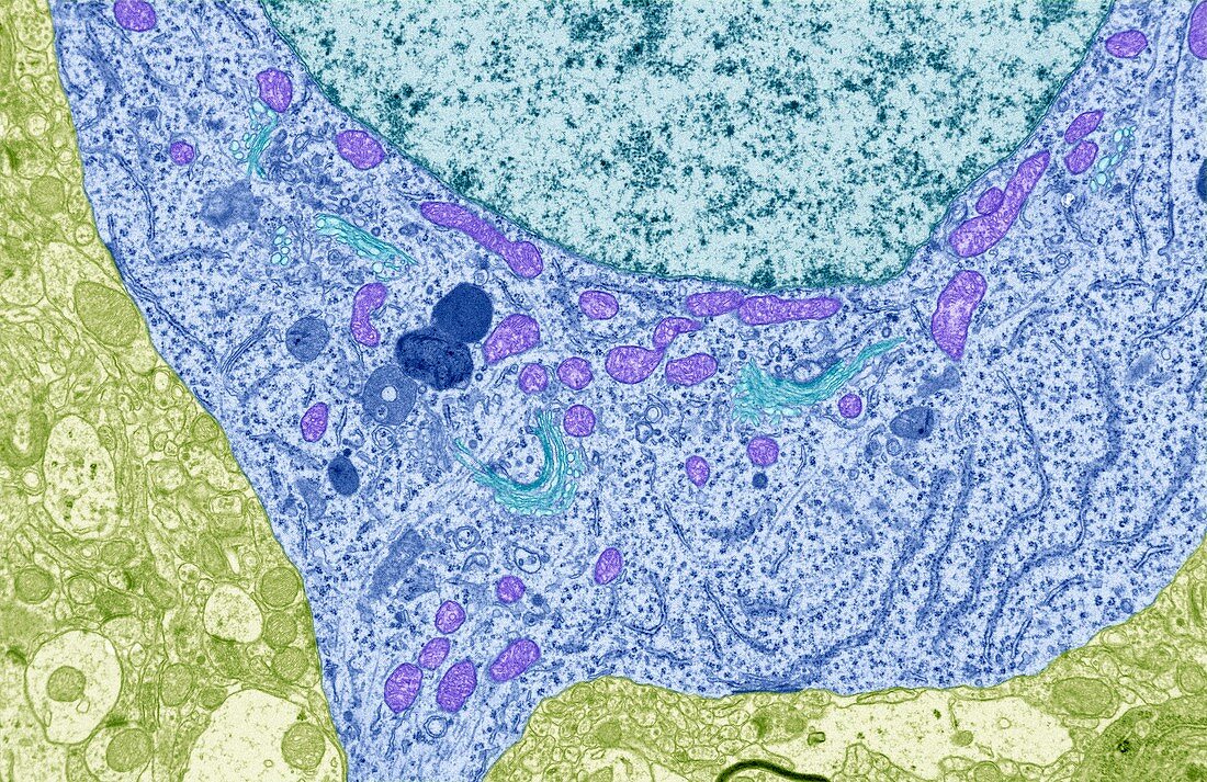 Nerve cell,TEM