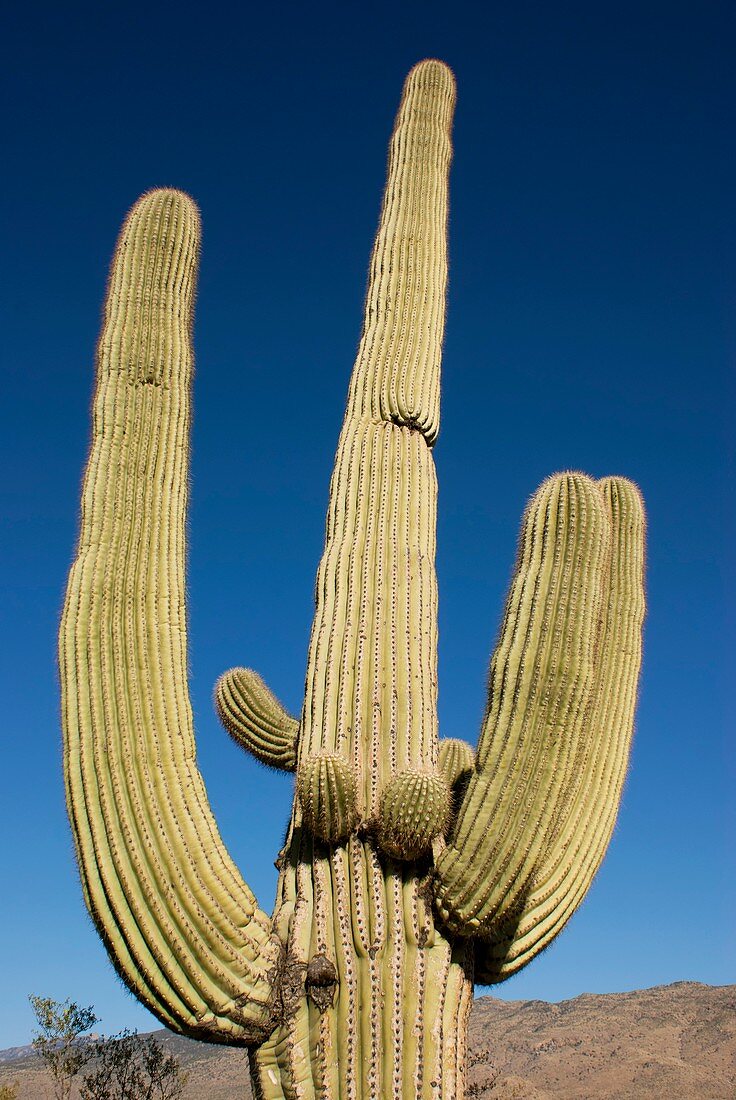 Saguaro cactus near Tucson,Arizona