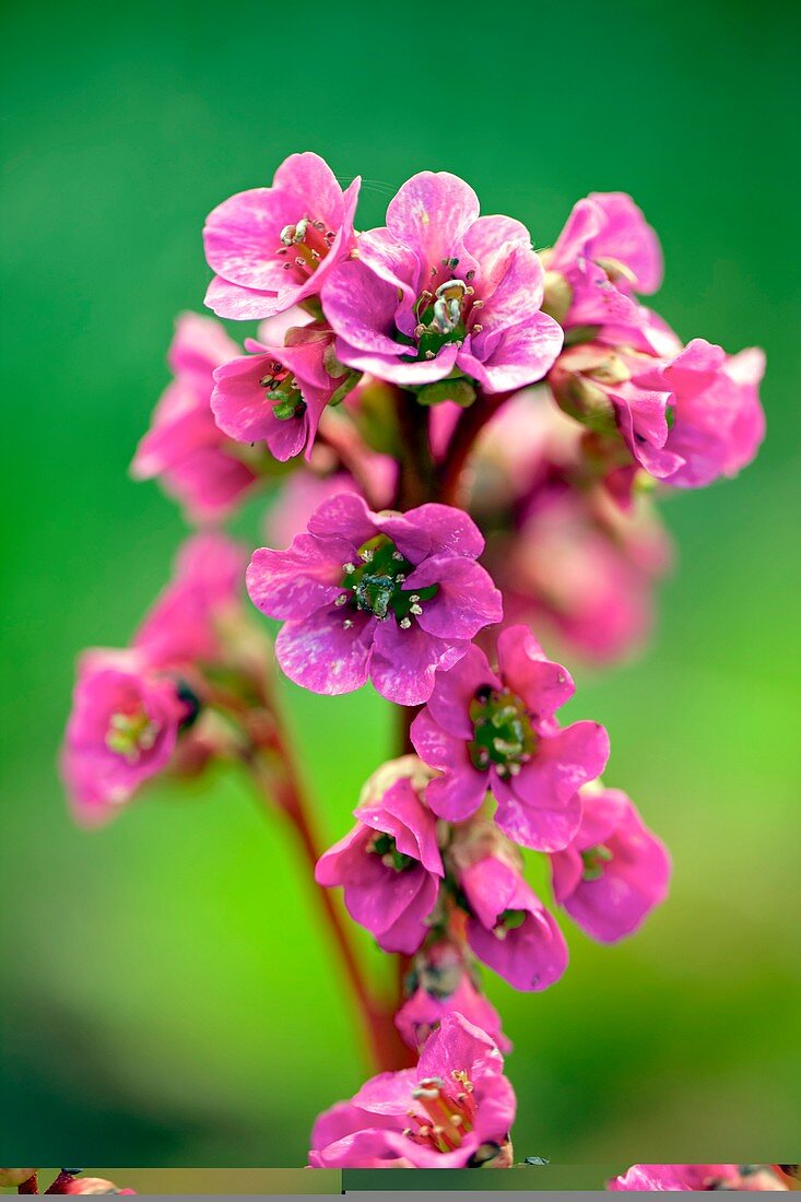 Elephant's Ears (Bergenia 'Rotblum')