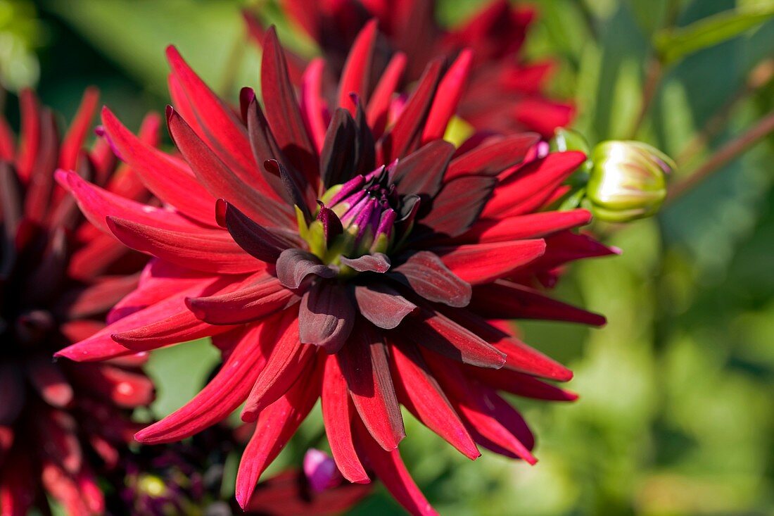 Dahlia 'Chat Noir'