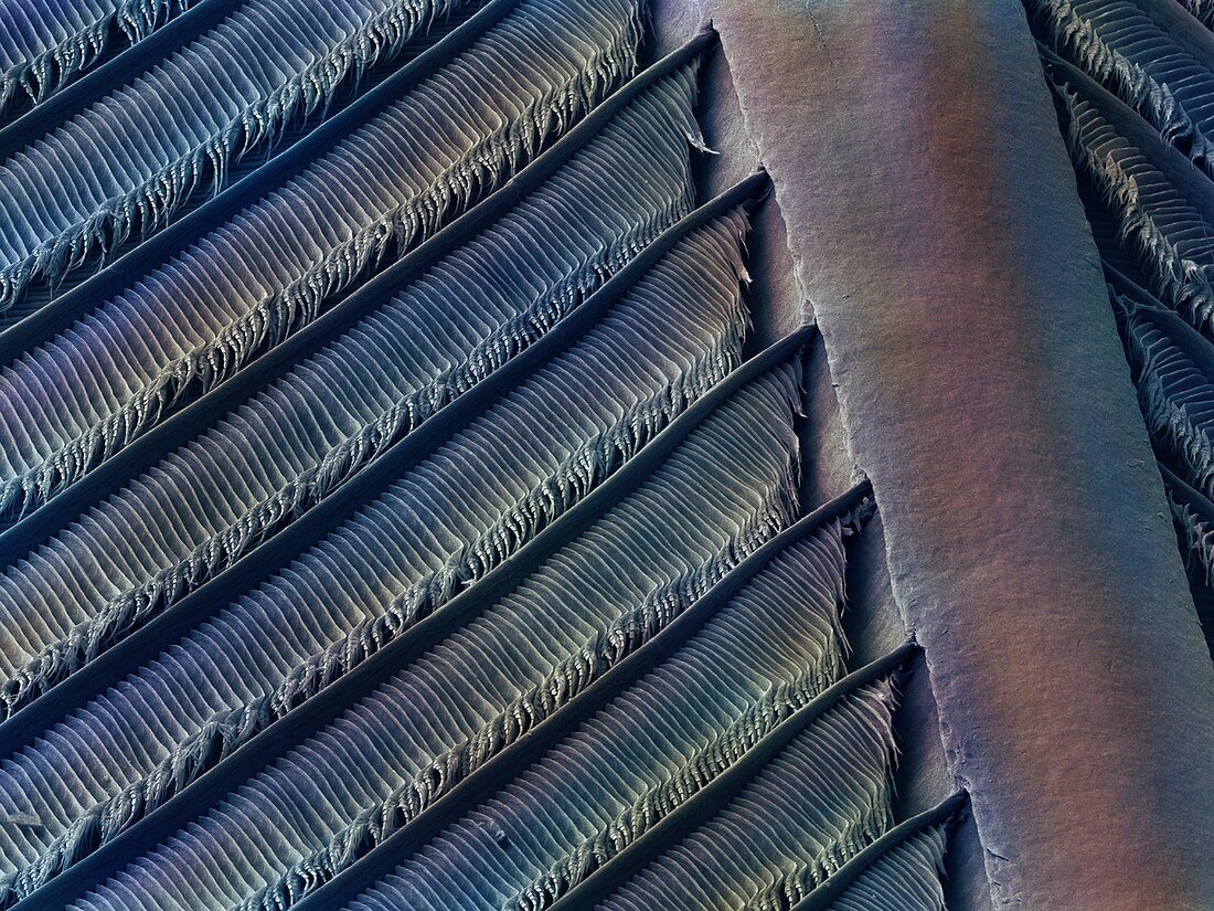 Wing feather detail of swallow SEM