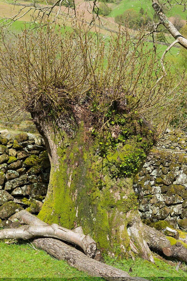 Pollarded Alder tree showing regrowth