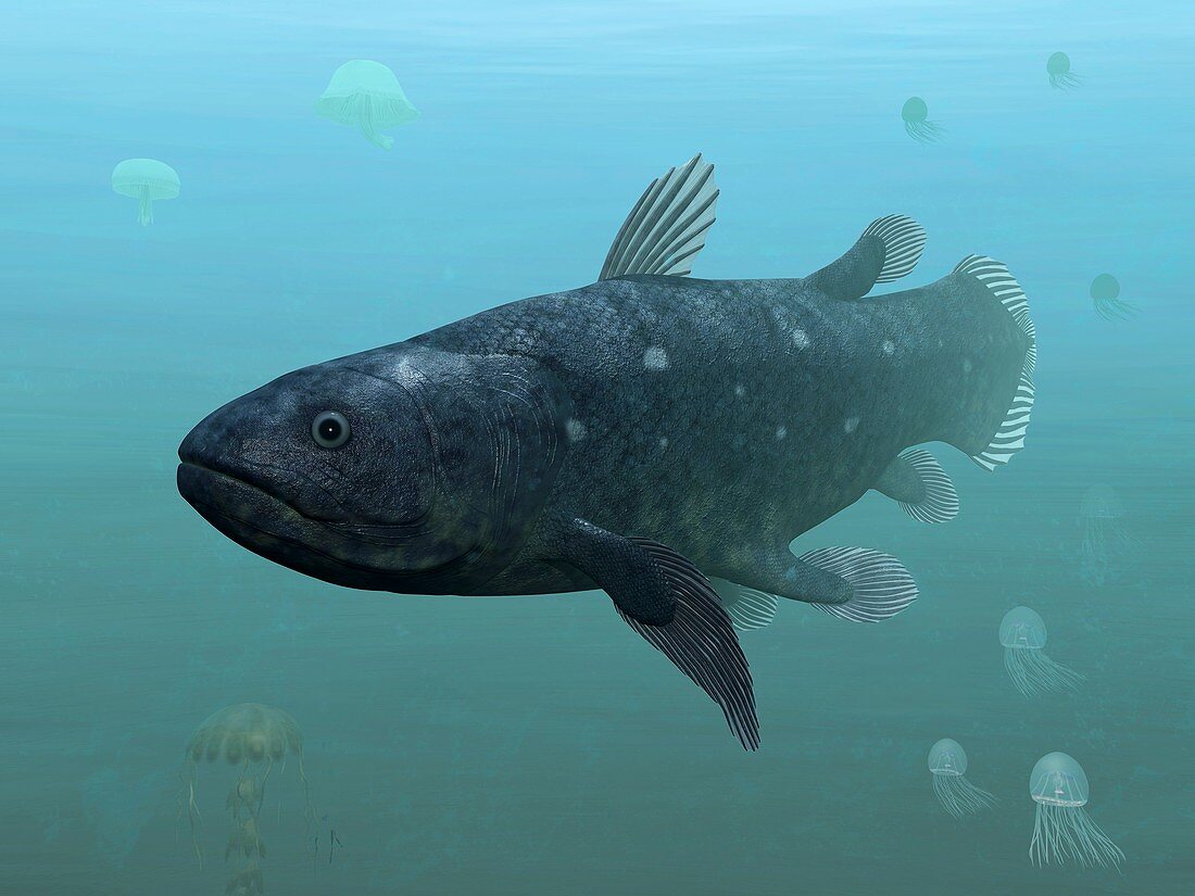 Coelacanth fish,artwork