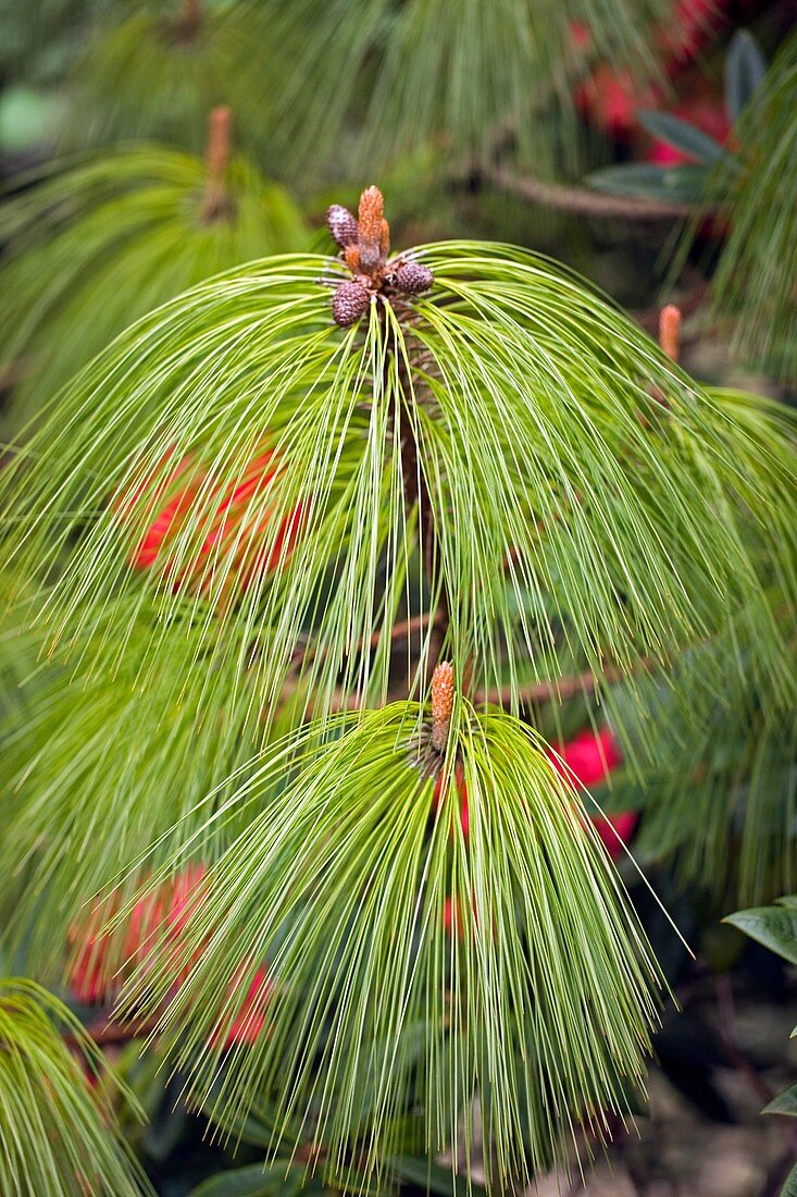 Pine (Pinus patula)