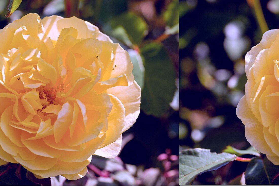 Rose (Rosa Charlotte 'Auspoly')