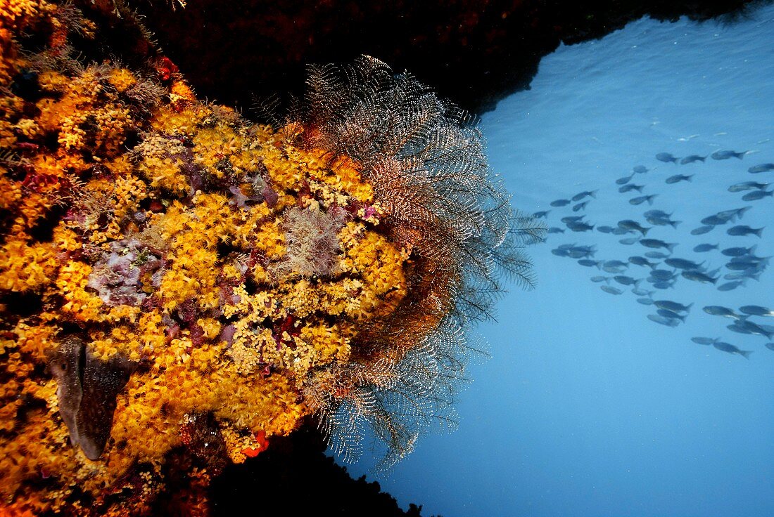 Coral reef,Mediterranean Sea