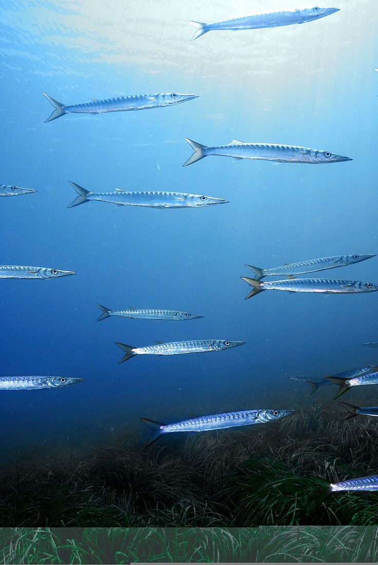 European barracuda