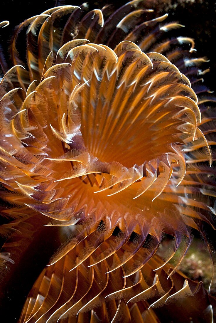 Feather duster worm