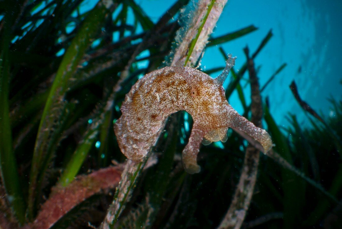 Sea slug on seagrass