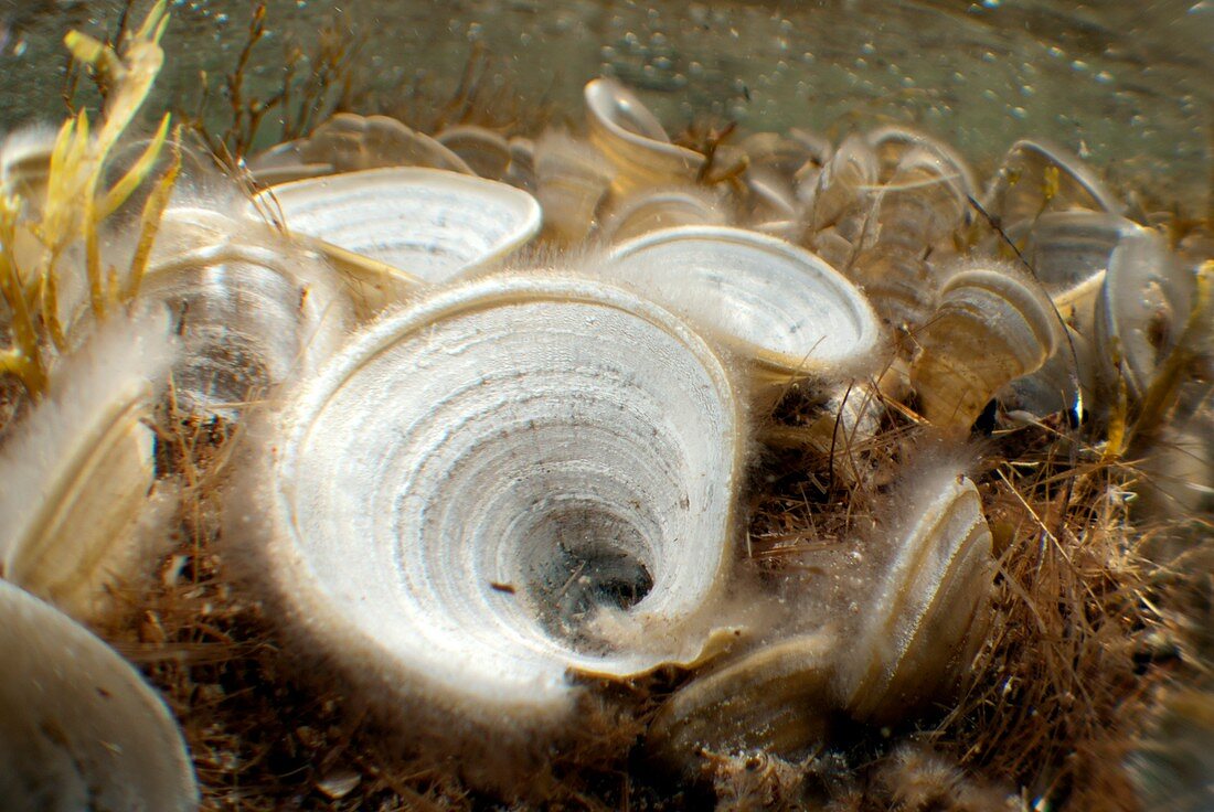 Peacocks tail algae