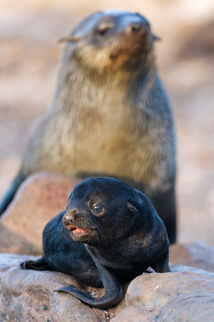 Cape fur seal pup and adult