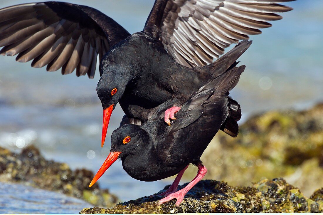 African black oystercatchers mating