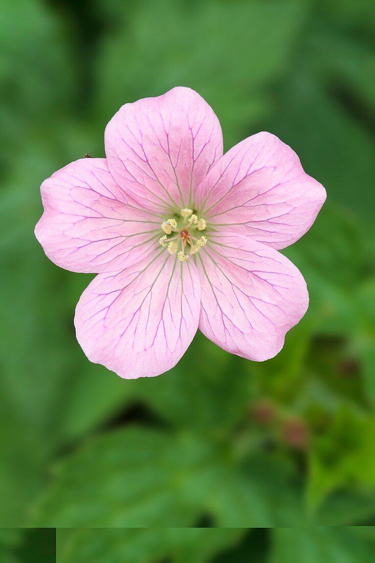 Geranium Ã— oxonianum 'Wargrave Pink'